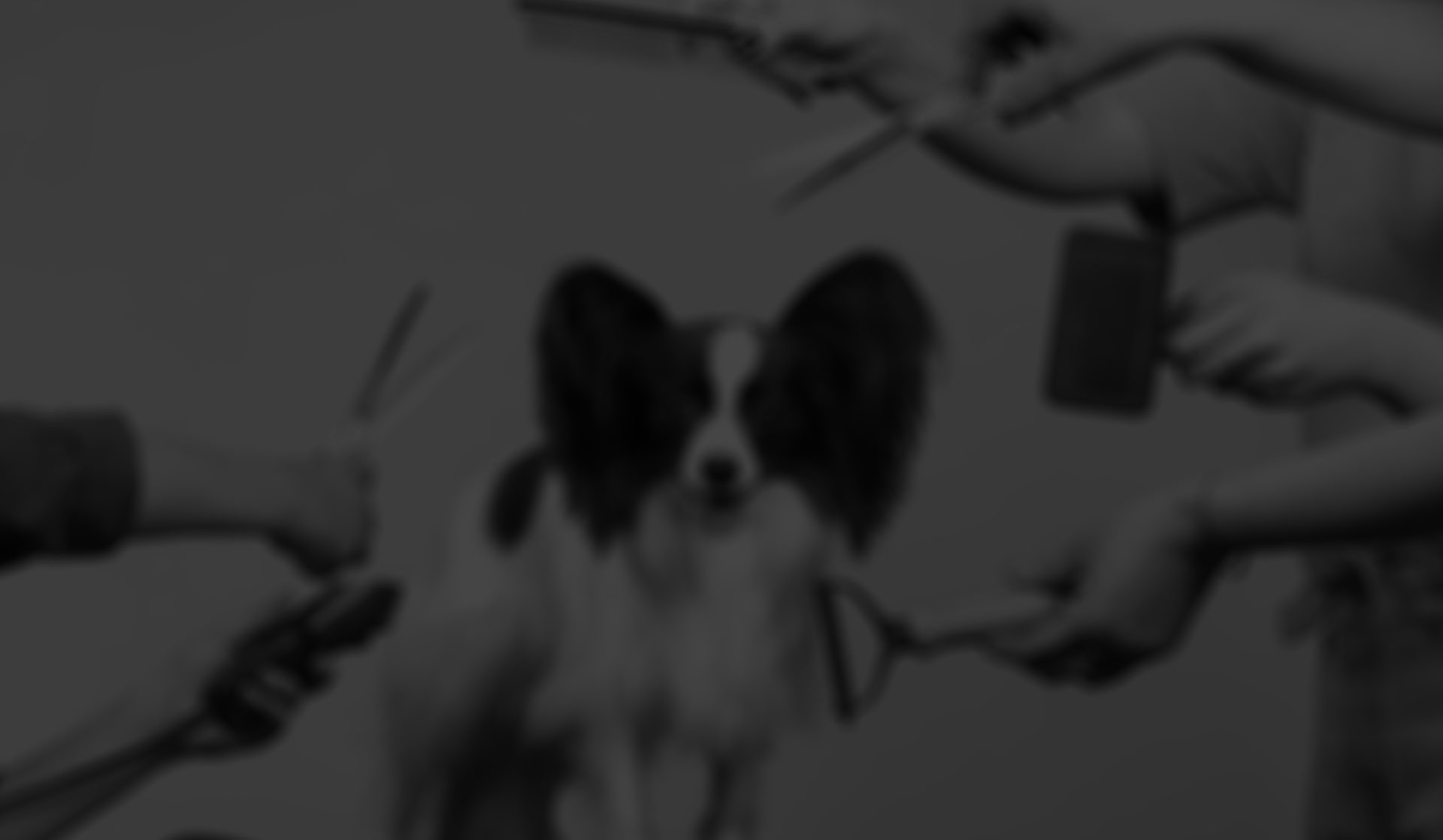 Animal Behavior College - Where Animal Lovers Pursue Animal Careers